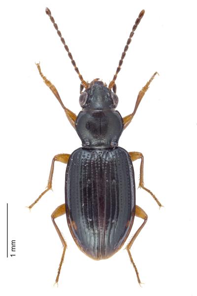   - Bembidion assimile