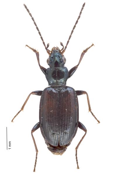   - Bembidion atrocaeruleum