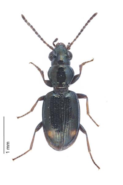   - Bembidion azurescens azurescens