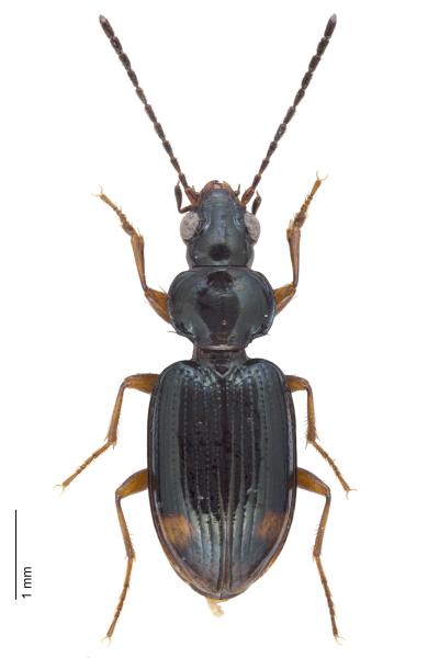   - Bembidion biguttatum