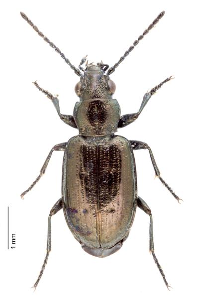   - Bembidion bipunctatum bipunctatum