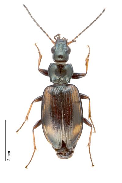   - Bembidion bruxellense