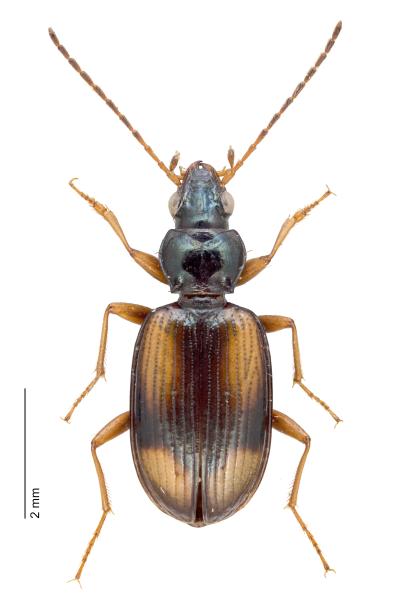   - Bembidion bualei 