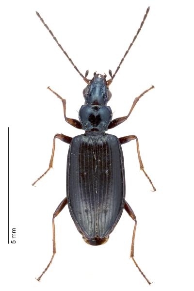 Carabes de Suisse  - Bembidion bugnioni bugnioni