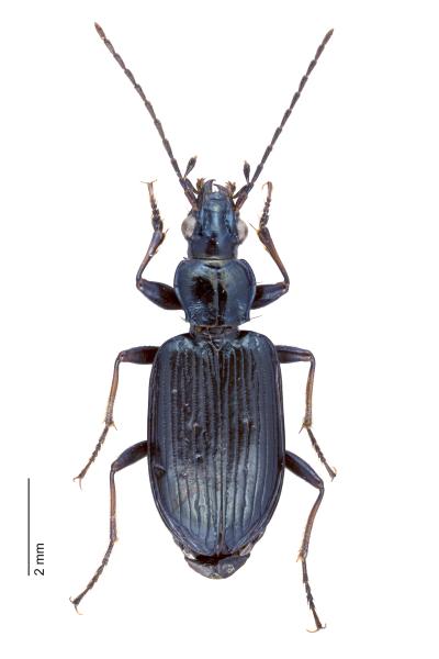Carabes de Suisse  - Bembidion coeruleum