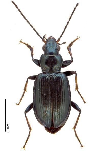 Carabes de Suisse  - Bembidion complanatum
