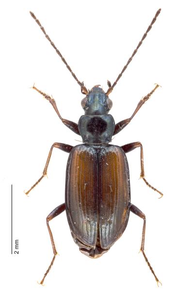 Carabes de Suisse  - Bembidion conforme
