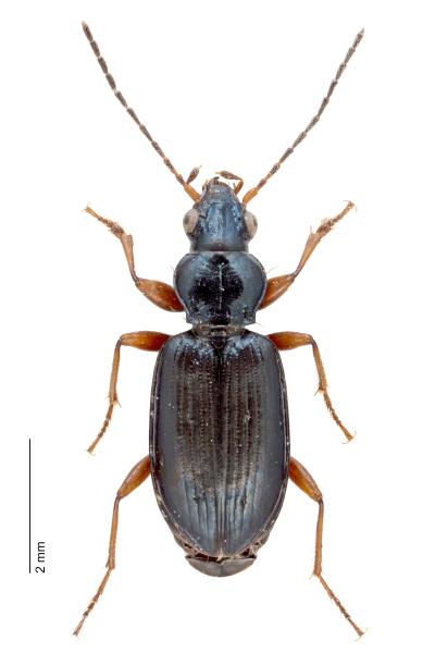   - Bembidion decorum decorum