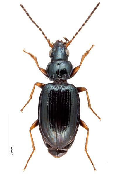   - Bembidion deletum deletum