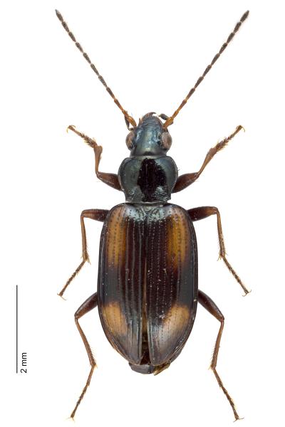   - Bembidion distinguendum distinguendum