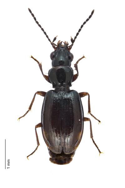 Carabes de Suisse  - Bembidion doris