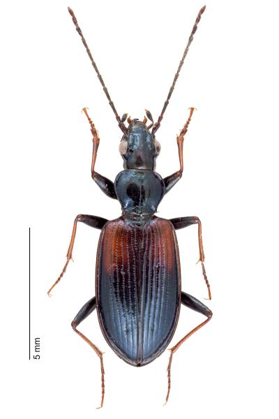   - Bembidion eques