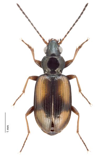   - Bembidion femoratum femoratum