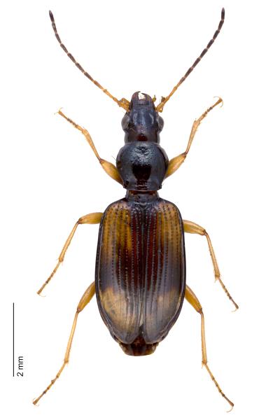   - Bembidion fluviatile fluviatile