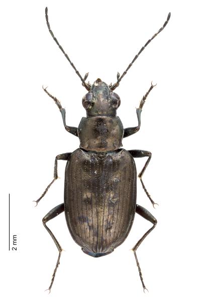   - Bembidion foraminosum