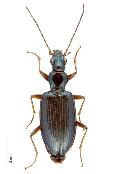   - Bembidion fulvipes