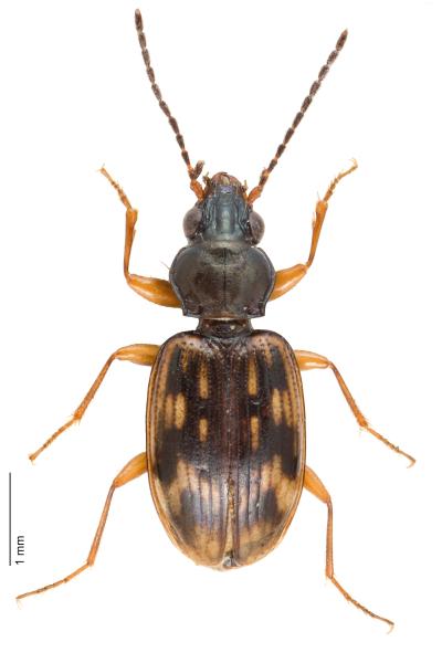   - Bembidion fumigatum