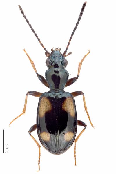 Carabes de Suisse  - Bembidion genei illigeri