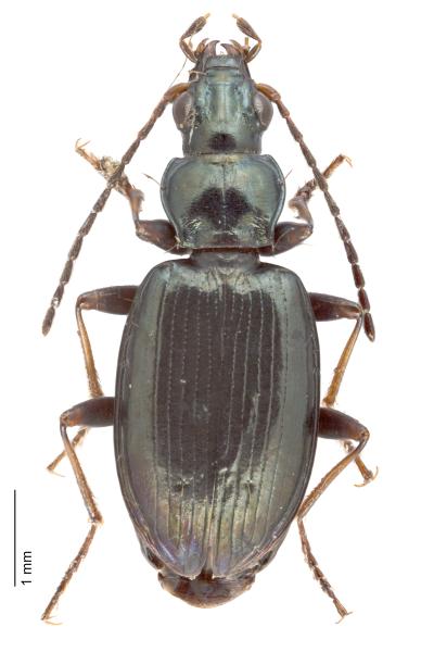   - Bembidion geniculatum geniculatum