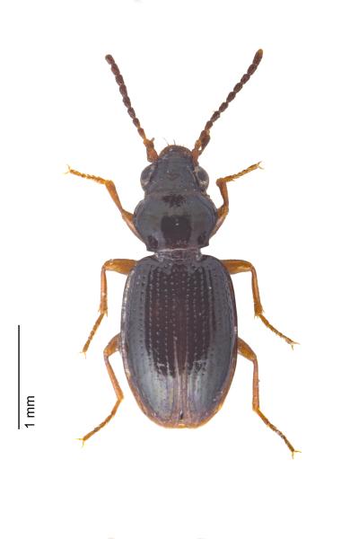   - Bembidion gilvipes