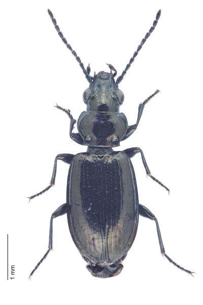   - Bembidion glaciale
