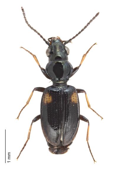   - Bembidion humerale humerale