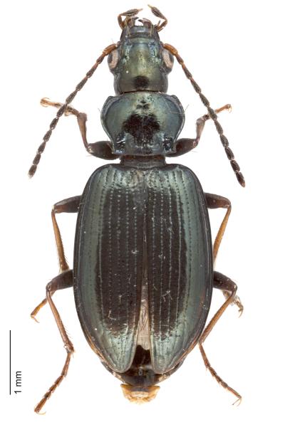   - Bembidion incognitum