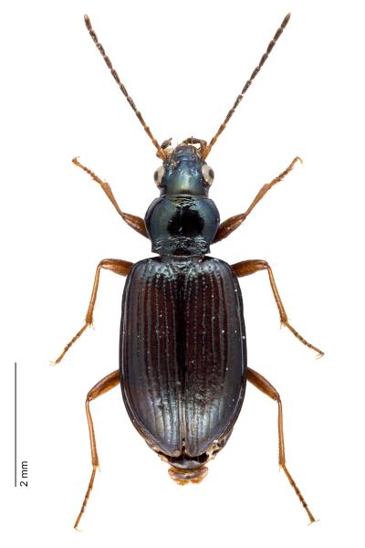   - Bembidion italicum