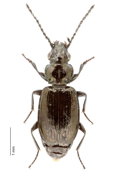   - Bembidion jacqueti jacqueti