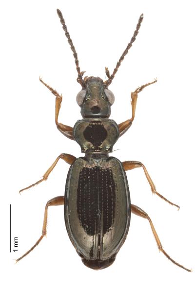   - Bembidion lampros