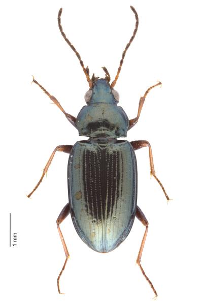   - Bembidion laticolle