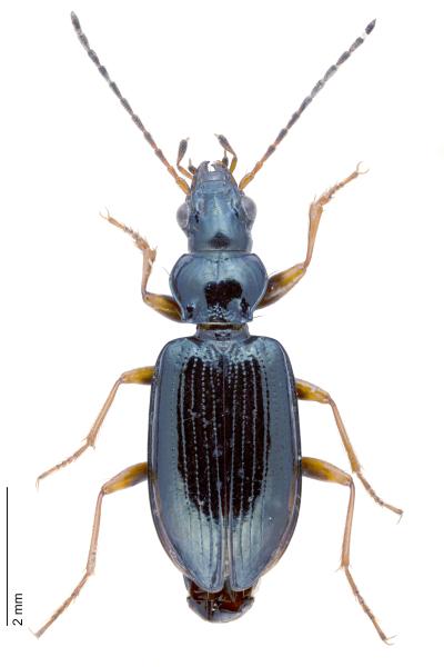 Carabes de Suisse  - Bembidion latinum