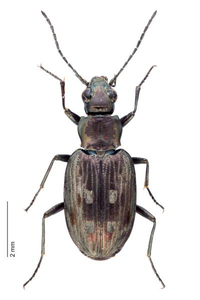   - Bembidion litorale
