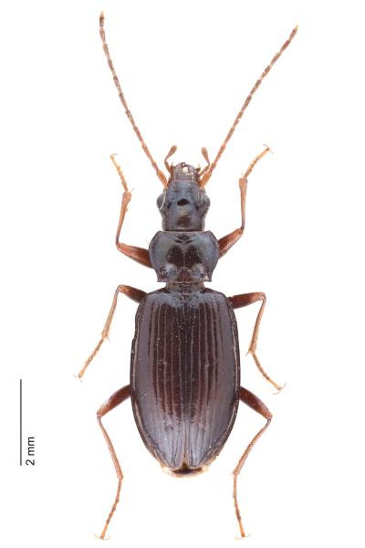   - Bembidion longipes