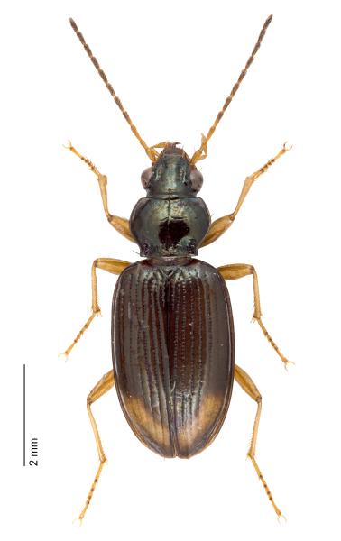  - Bembidion lunatum