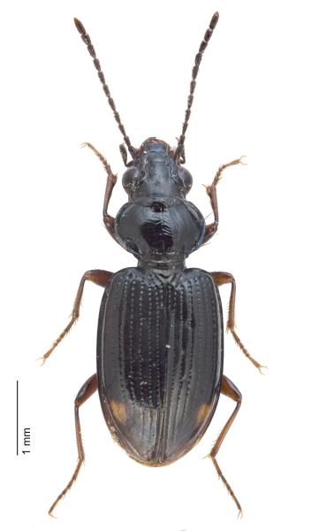   - Bembidion lunulatum