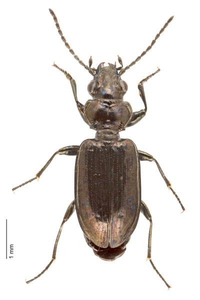   - Bembidion magellense alpicola