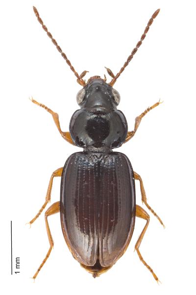   - Bembidion mannerheimii