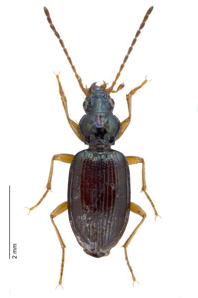   - Bembidion milleri milleri