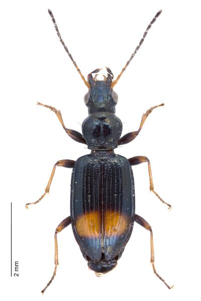   - Bembidion modestum