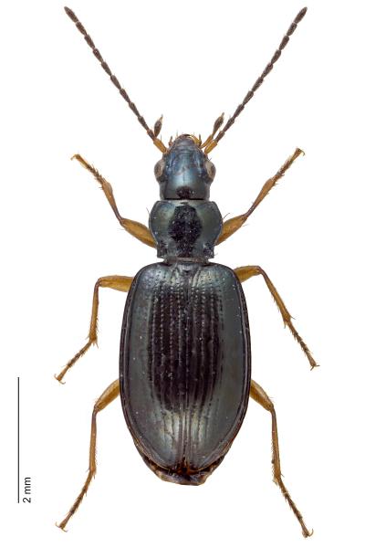 Carabes de Suisse  - Bembidion monticola monticola