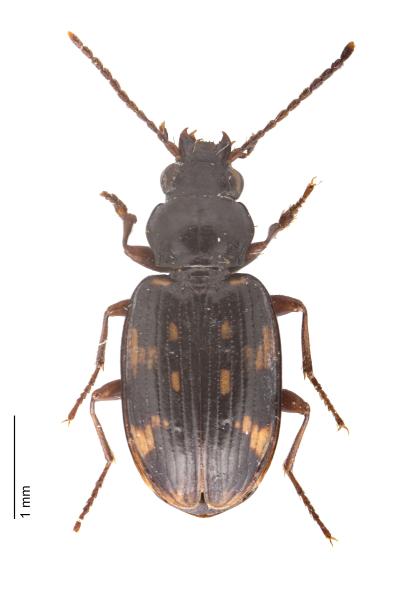   - Bembidion obliquum