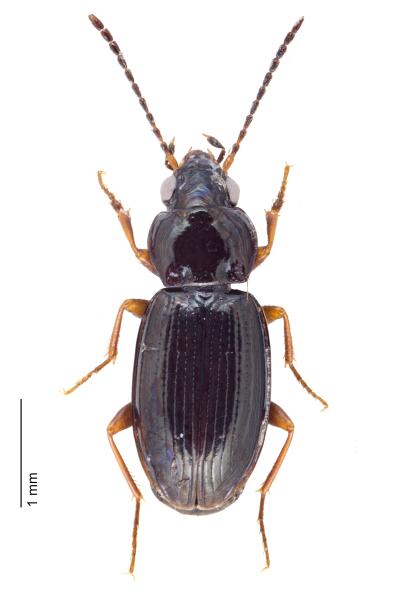   - Bembidion obtusum