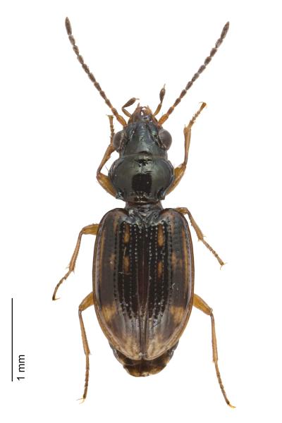   - Bembidion octomaculatum