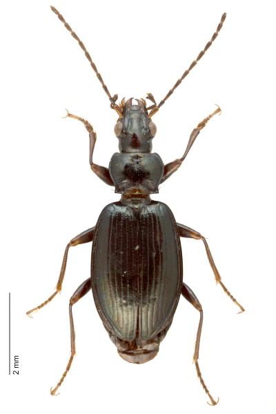 Carabes de Suisse  - Bembidion penninum
