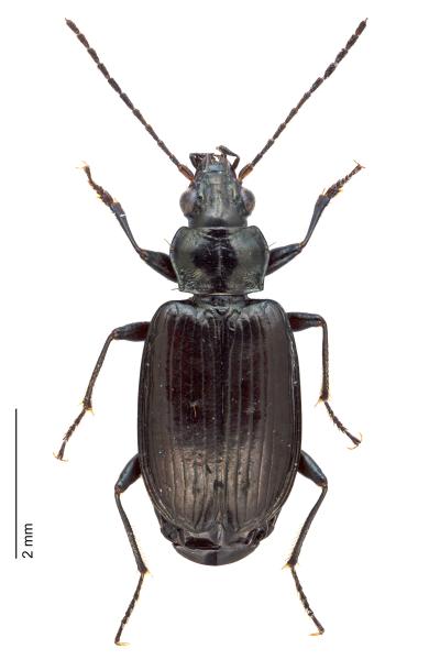 Carabes de Suisse  - Bembidion prasinum