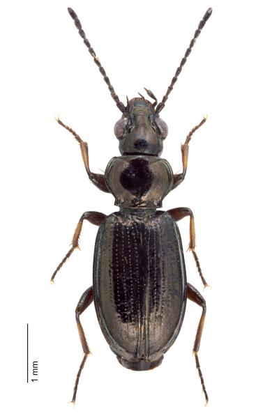   - Bembidion properans