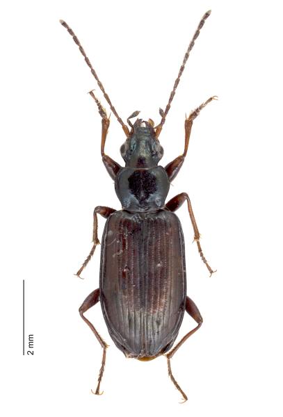   - Bembidion pseudascendens