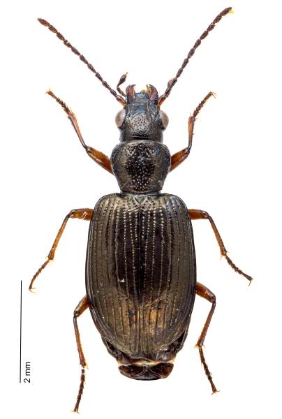   - Bembidion punctulatum punctulatum