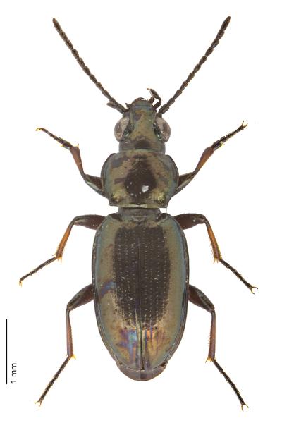   - Bembidion pygmaeum